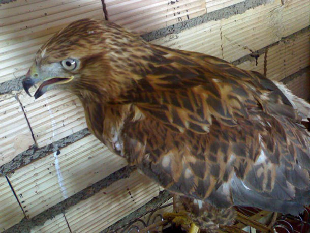 Eagle rescued from the hands of state hunters in rojhelat mountains