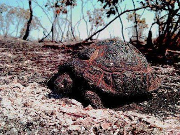Turtle burned caused by arson of the Meriwan forest